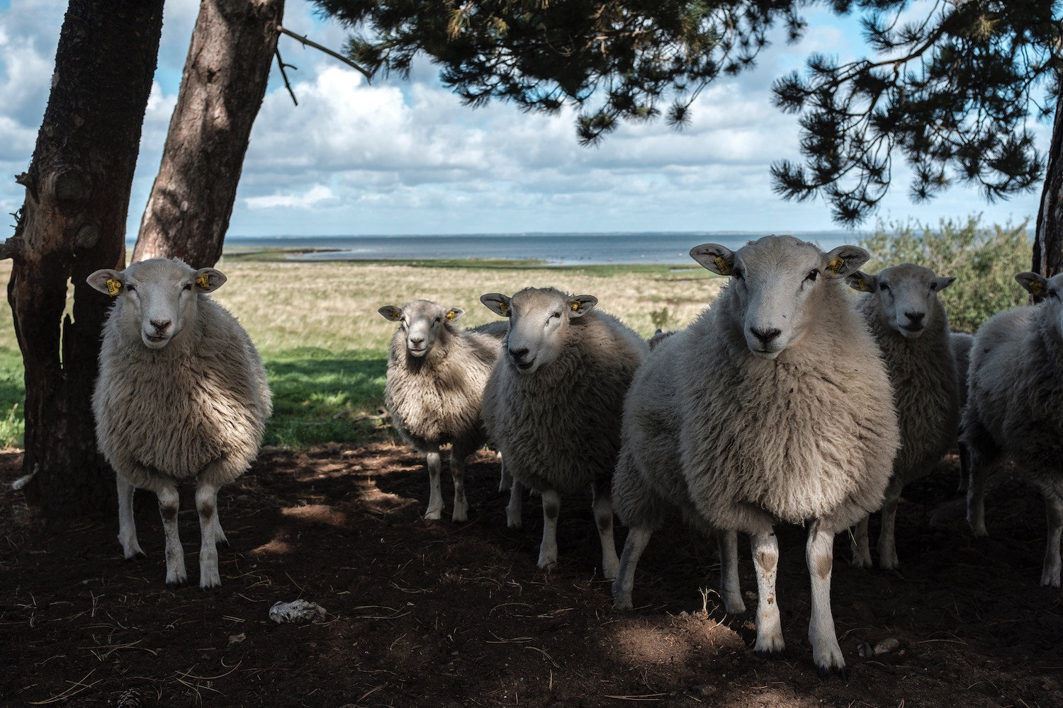 Herd of Sheep along the coast line of Denmark standing in the shade