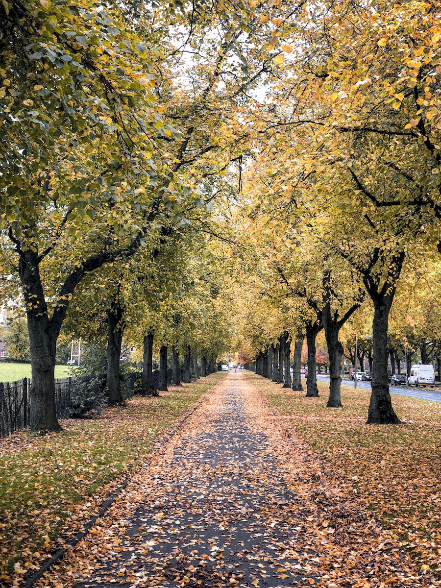 October!!! The leaves are changing and our streaming game is top notch.