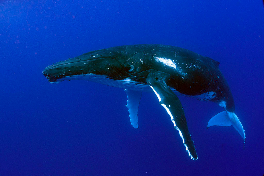 whale swimming in ocean